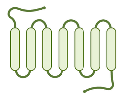 Transmembrane Protein